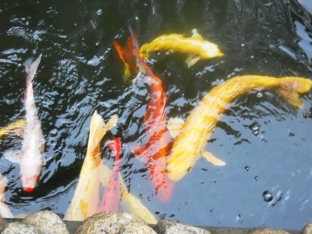 DSCN1515.JPG